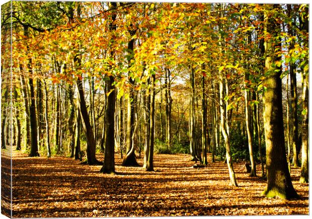Autumn in the woodland Canvas Print by Kevin Britland
