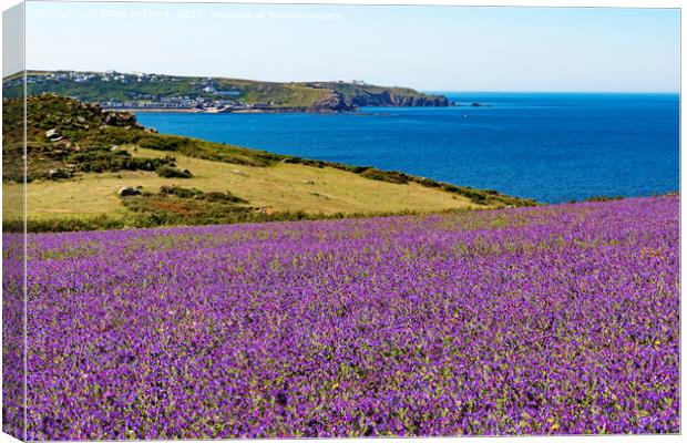 wild flowers in cornwall Canvas Print by Kevin Britland