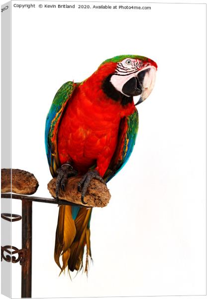 green winged macaw Canvas Print by Kevin Britland