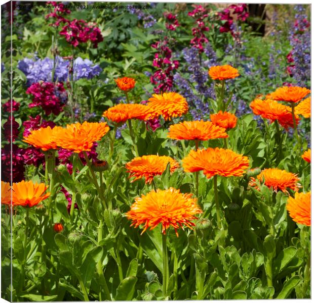 colourful flowerbed Canvas Print by Kevin Britland