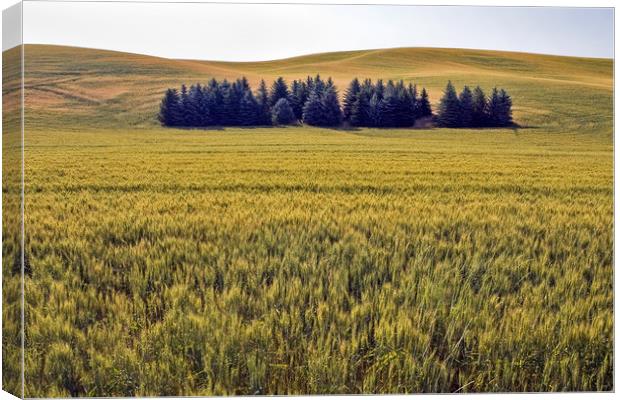 Palouse fields and trees Canvas Print by Luc Novovitch