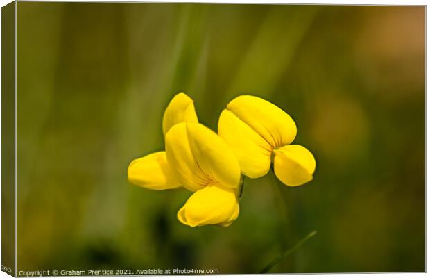 Bird's Foot Trefoil Canvas Print by Graham Prentice