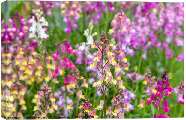 Linaria 'Northern Lights' Canvas Print by Graham Prentice