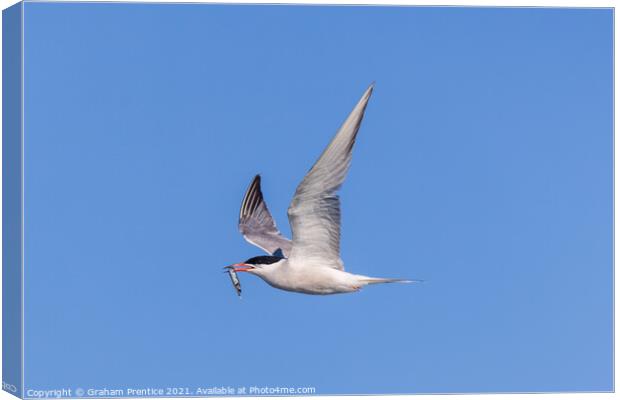 Roseate Tern with Fish Canvas Print by Graham Prentice