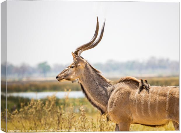 Kudu with Oxpeckers Canvas Print by Graham Prentice