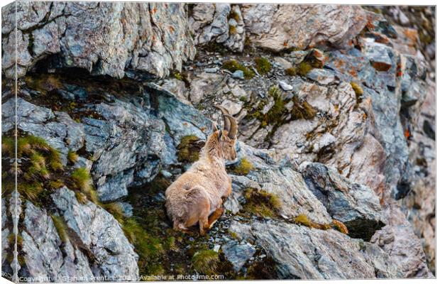 Alpine Ibex Canvas Print by Graham Prentice