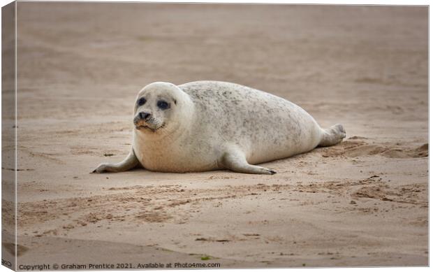 A Seal Pup on Blakeney Point, Norfolk Canvas Print by Graham Prentice