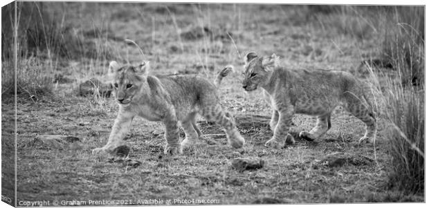 Lion Cubs (monochrome) Canvas Print by Graham Prentice