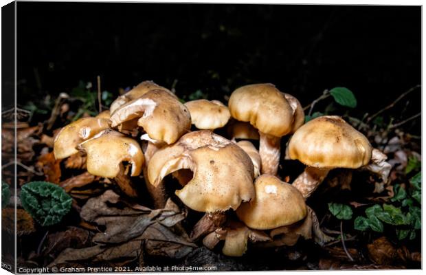 Autumnal Fungi at Night Canvas Print by Graham Prentice