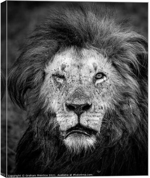 One Eyed Lion Canvas Print by Graham Prentice