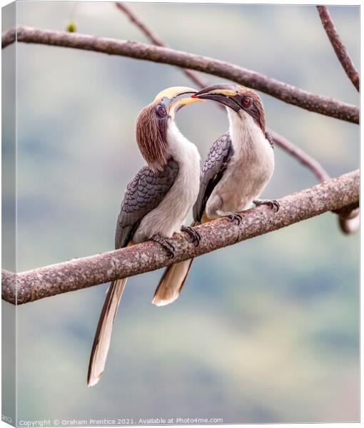 Grey Hornbill Hornbill Courtship Ritual Canvas Print by Graham Prentice