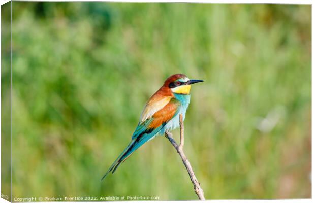 European bee-eater (Merops apiaster) Canvas Print by Graham Prentice