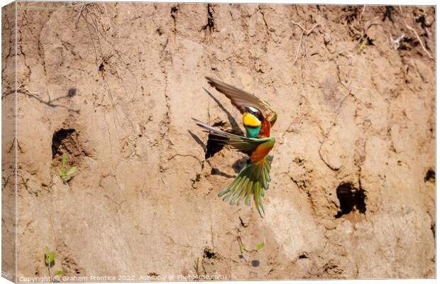 European bee-eater (Merops apiaster) Canvas Print by Graham Prentice