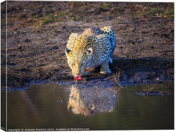 Leopard (Panthera pardus) drinking Canvas Print by Graham Prentice