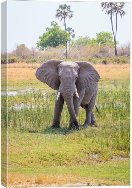 African bush elephant, Loxodonta africana Canvas Print by Graham Prentice
