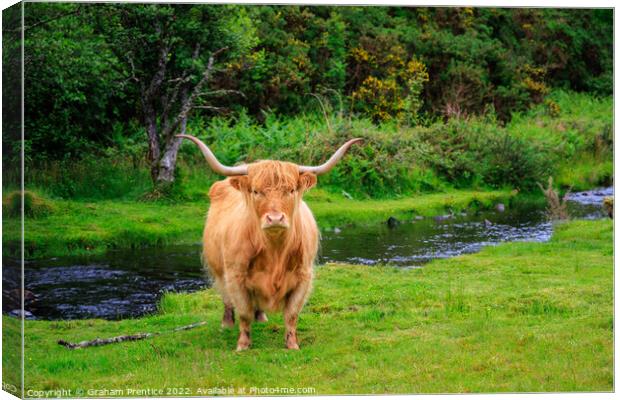 Highland Cow Canvas Print by Graham Prentice
