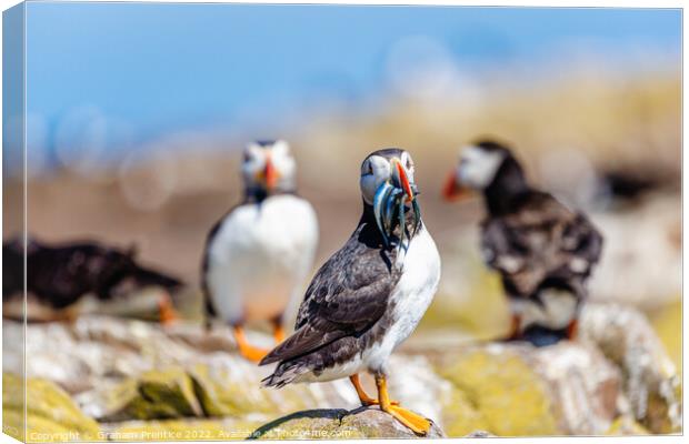 Atlantic Puffin with Sand Eels Canvas Print by Graham Prentice