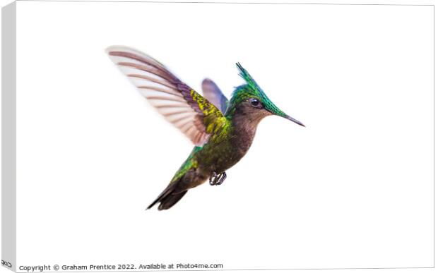 Antillean crested hummingbird Canvas Print by Graham Prentice