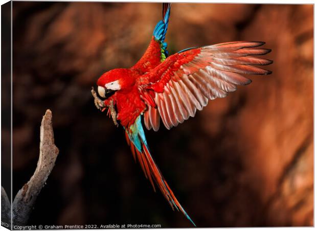 Red-and-green Macaw in the Pantanal, Brazil Canvas Print by Graham Prentice