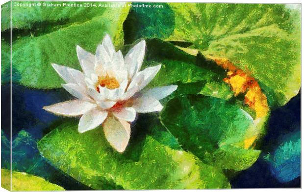 Water Lily Canvas Print by Graham Prentice