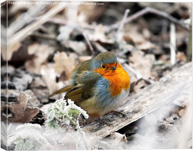 Robin in Frost Canvas Print by Graham Prentice