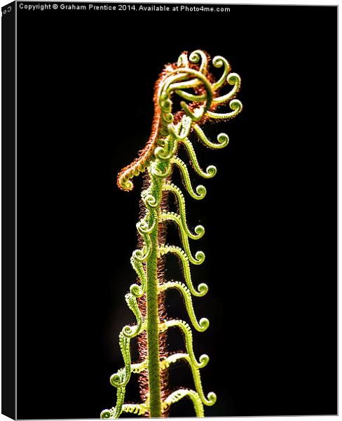 Sinuous Fern Canvas Print by Graham Prentice