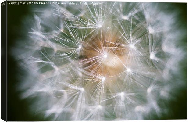 Dandelion Clock Canvas Print by Graham Prentice