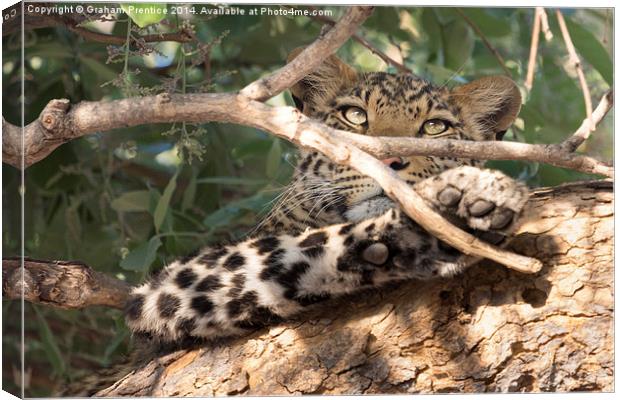 Leopard in Tree Canvas Print by Graham Prentice