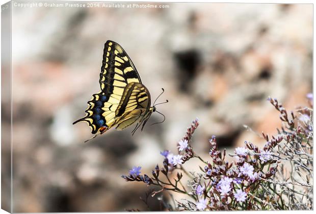 Swallowtail in Flight Canvas Print by Graham Prentice