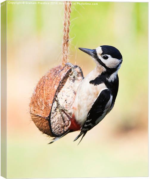 Great Spotted Woodpecker Canvas Print by Graham Prentice