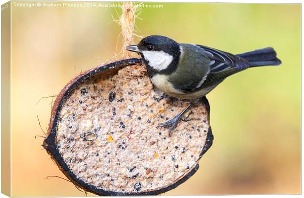 Great Tit Canvas Print by Graham Prentice