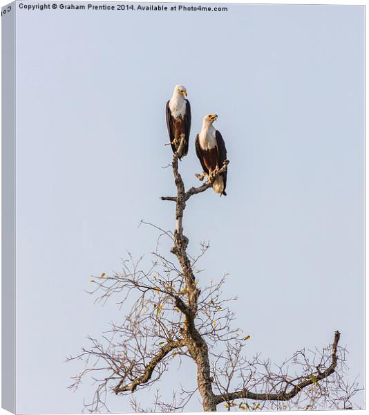 African Fish Eagles Canvas Print by Graham Prentice