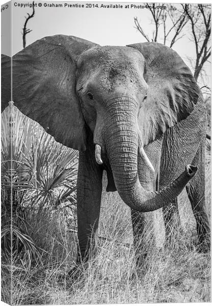 Angry African Bull Elephant Canvas Print by Graham Prentice