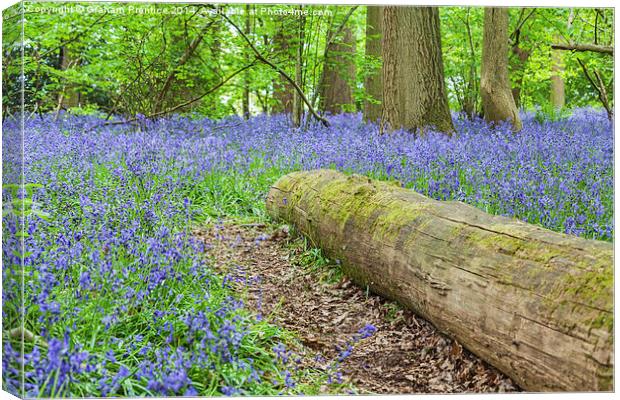Bluebells and Log Canvas Print by Graham Prentice