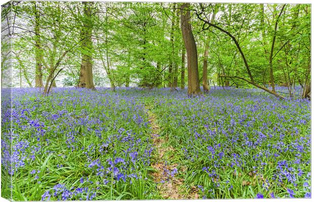 Path Through Bluebell Wood Canvas Print by Graham Prentice