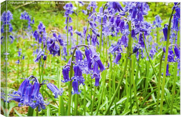 Bluebells Close Up Canvas Print by Graham Prentice