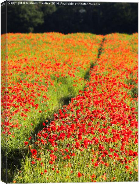 Poppy Field Canvas Print by Graham Prentice
