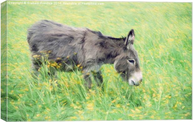 Donkey in Buttercup Field Canvas Print by Graham Prentice