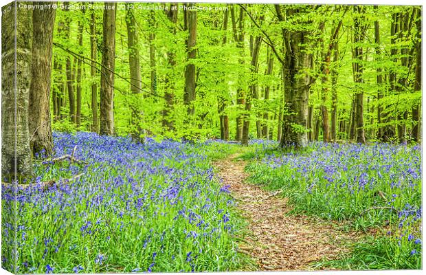 Bluebell Woods In Spring Canvas Print by Graham Prentice