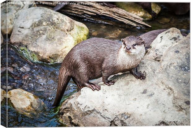 Otter Posing On Rock Canvas Print by Graham Prentice