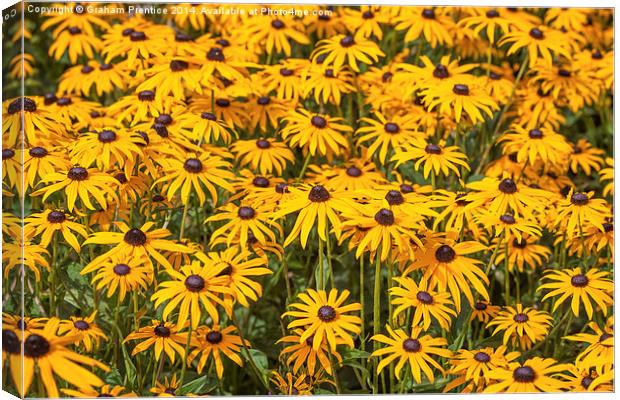 Yellow Daisies Canvas Print by Graham Prentice