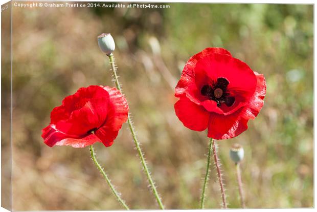 Red Poppies Canvas Print by Graham Prentice