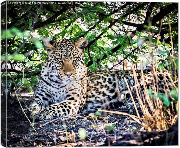 The Gaze of a Leopard Canvas Print by Graham Prentice