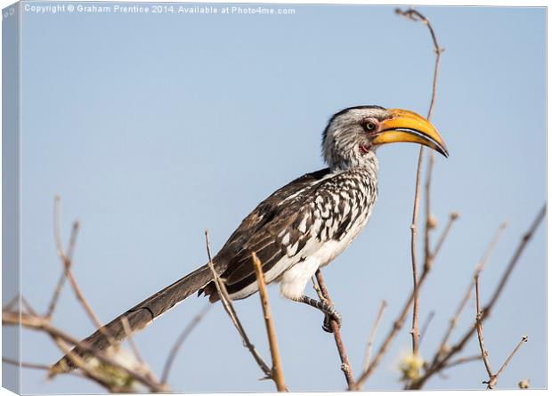 Southern yellow-billed hornbill Canvas Print by Graham Prentice