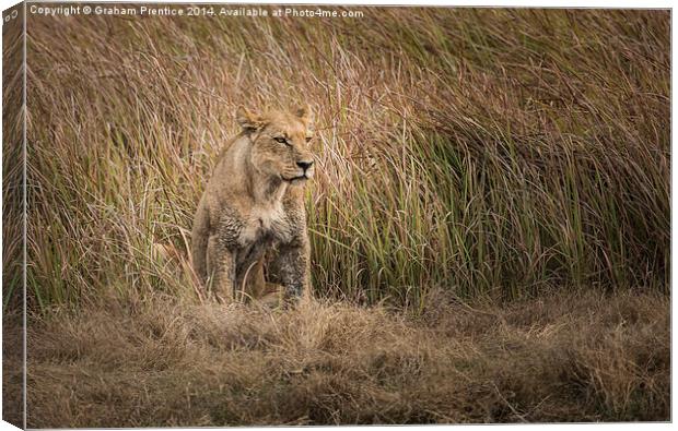 The Huntress Canvas Print by Graham Prentice