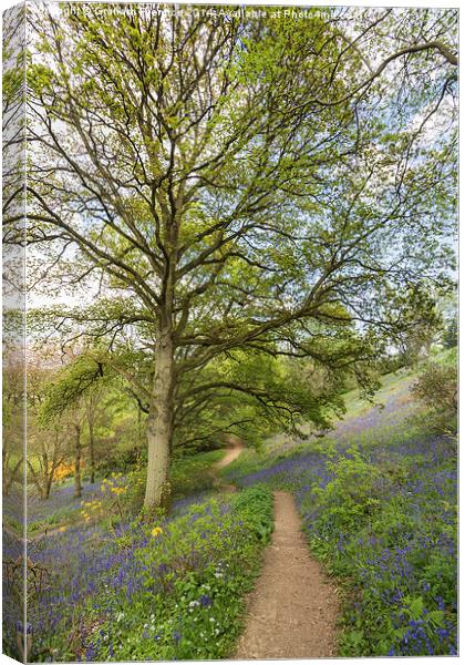 Springtime Walk Canvas Print by Graham Prentice