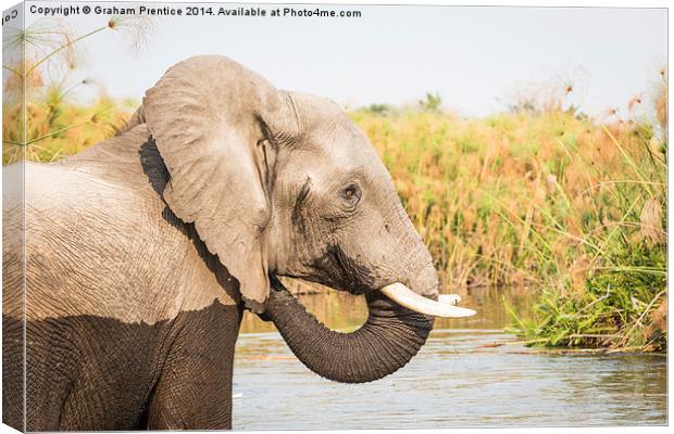  African Bush Elephant, Okavango Delta Canvas Print by Graham Prentice