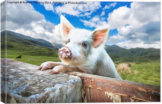  Cute Pig Looks Out On To The Wide World Canvas Print by Graham Prentice