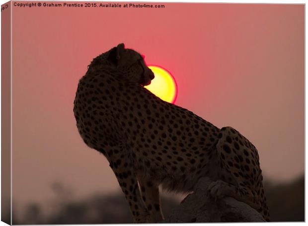 Cheetah At Sunset Canvas Print by Graham Prentice