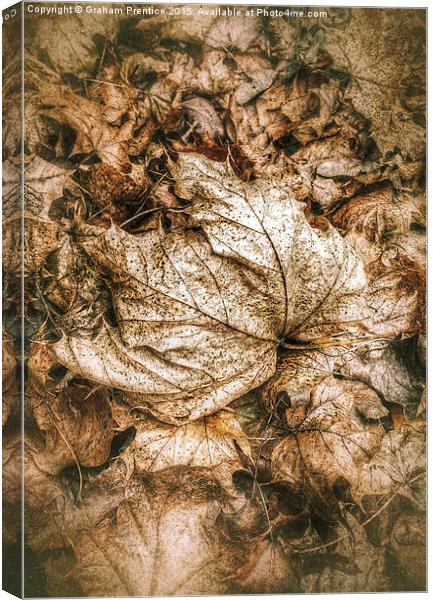 Fallen Sycamore Leaf Canvas Print by Graham Prentice